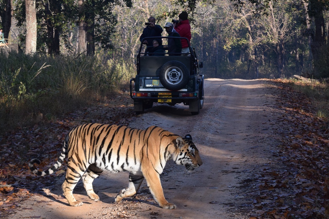 MP (WILDLIFE)