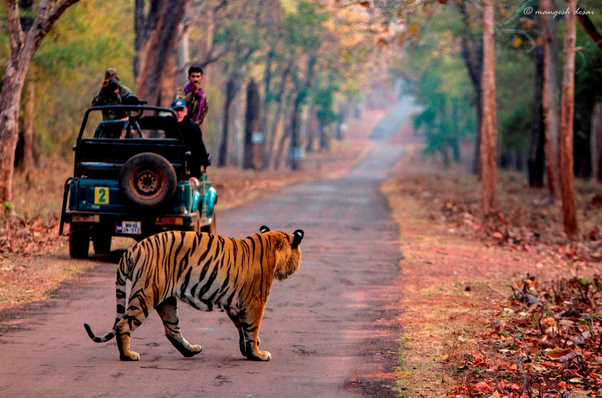 Tadoba, Anandvan And Hemalkasa 